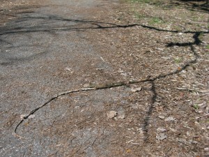 Adventitious Root