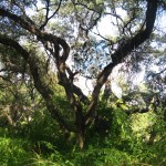 Tag 36 Tag 36