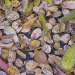 Leaf # 4 On 11/30/2010 @ 7:54 AM leaf # 4 is still located outside my office (windy conditions)