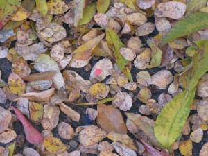 On 11/30/2010 @ 7:54 AM leaf # 4 is still located outside my office (windy conditions)