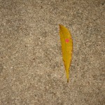 Leaf # 1 On 11/24/10 @ 6:40 PM I started following leaf # 1. The leaf was found in my driveway (windy conditions)