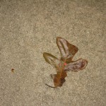 Leaf # 2 On 11/24/2010 @ 10:45 PM I started tracking leaf # 2. The leaf was found in my driveway (windy conditions)
