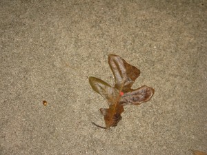 On 11/24/2010 @ 10:45 PM I started tracking leaf # 2. The leaf was found in my driveway (windy conditions)