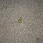 Leaf # 3 On 11/26/2010 @ 5:20 PM I started tracking leaf # 3. The leaf was found in my driveway (still conditions)