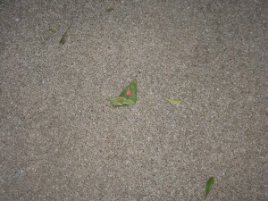 On 11/26/2010 @ 5:20 PM I started tracking leaf # 3. The leaf was found in my driveway (still conditions)