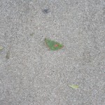 Leaf # 3 On 11/27/2010 @ 7:58 AM leaf # 3 is still located in my driveway (still conditions)