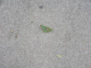 On 11/27/2010 @ 7:58 AM leaf # 3 is still located in my driveway (still conditions)