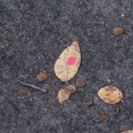 Leaf # 4 On 11/29/2010 @ 7:58 AM I started tracking leaf # 4. The leaf was found outside my office door (still conditions)