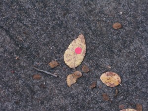 On 11/29/2010 @ 7:58 AM I started tracking leaf # 4. The leaf was found outside my office door (still conditions)