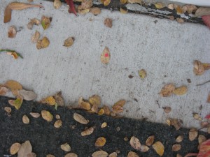 On 11/29/2010 @ 4:55 PM leaf # 4 is still located outside my office door (still conditions)