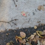 Leaf # 4 On 11/30/2010 @ 4:46 PM leaf # 4 is still located outside my office (windy conditions)