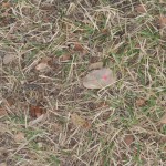 Leaf # 5 On 12/10/2010 @ 7:42 AM leaf # 5 is still located in the grassy area between my office and the villa (still conditions)