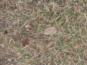 On 12/10/2010 @ 7:42 AM leaf # 5 is still located in the grassy area between my office and the villa (still conditions)