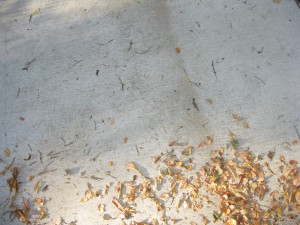 On 12/03/2010 @ 9:00 AM I could not find leaf # 4