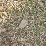 Leaf #5 On 12/09/2010 @ 2:42 PM I started tracking leaf # 5. The leaf was found in the grass area between my office and the villa on the grounds of Laguna Gloria (windy conditions)