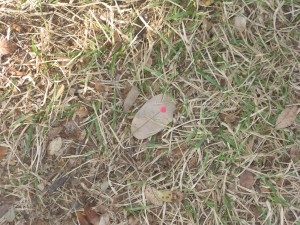 On 12/09/2010 @ 2:42 PM I started tracking leaf # 5. The leaf was found in the grass area between my office and the villa on the grounds of Laguna Gloria (windy conditions)