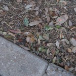 Leaf # 5 On 12/13/2010 @ 7:46 AM leaf # 5 is still located in the grassy area between my office and the villa, though it has moved slightly from it's original position (still conditions)